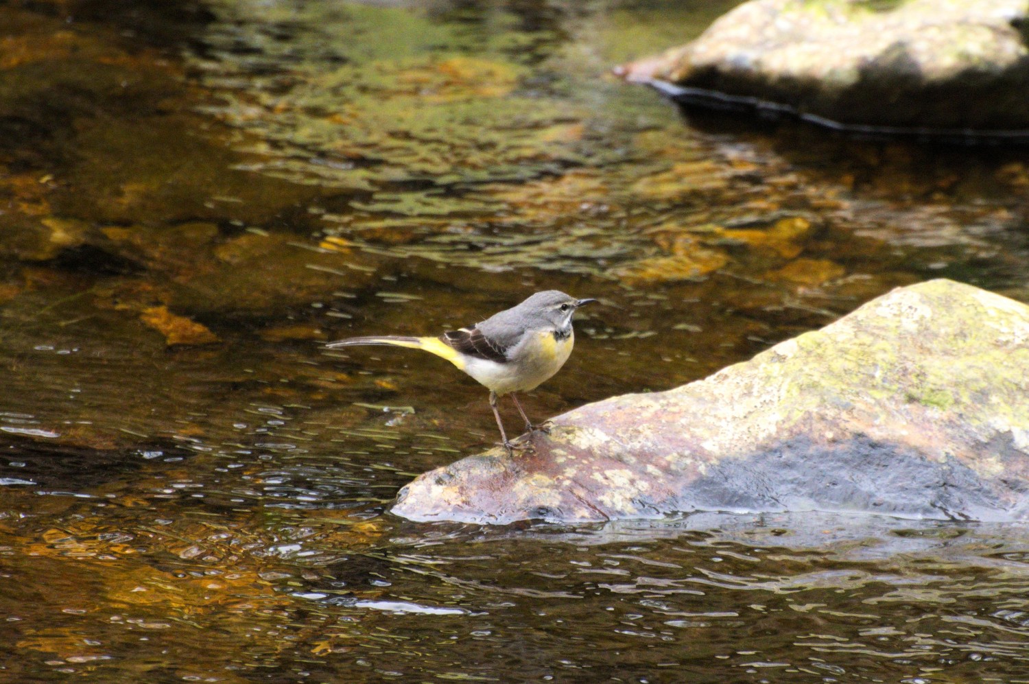 livebirdspoland_50dd863b5459524335a163f7146862b6.jpg