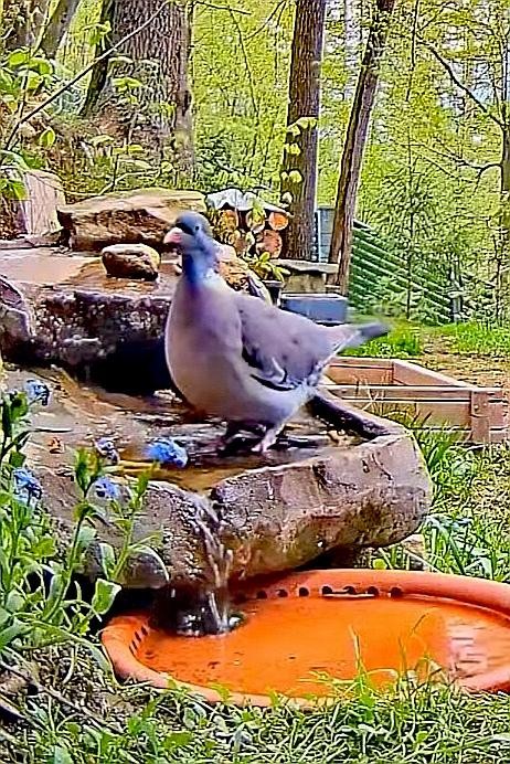 livebirdspoland_c39198de1228657b9617268397bc8d82.jpg