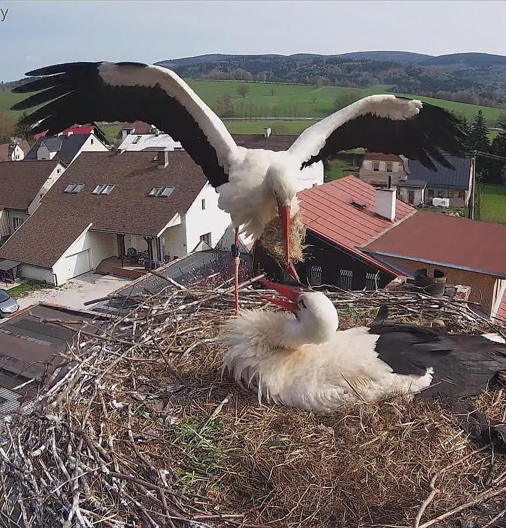 livebirdspoland_0e401e5e8c4ab874c24ebd6eb413693c.jpg