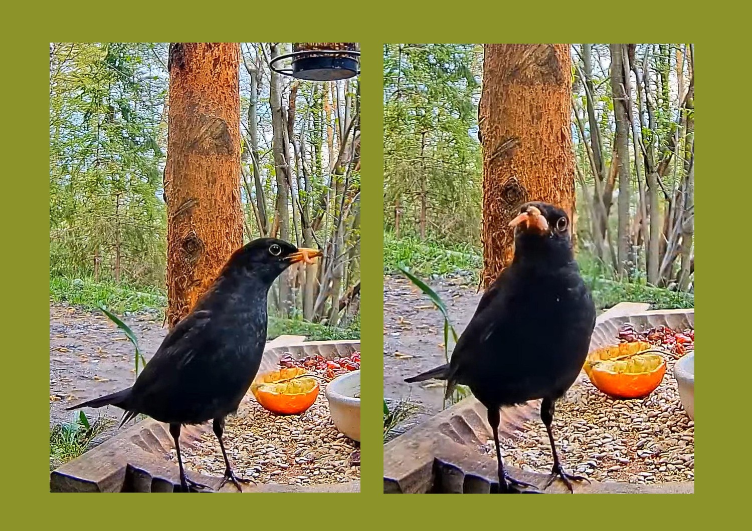 livebirdspoland_4556ad0c75c733f5b8be4ac7a3a464a7.jpg