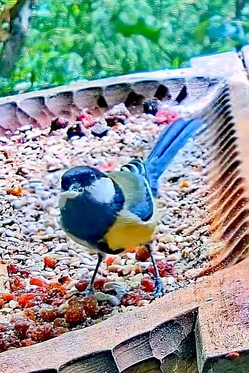 livebirdspoland_11cd90fbf08f5f802a529942a5080778.jpg