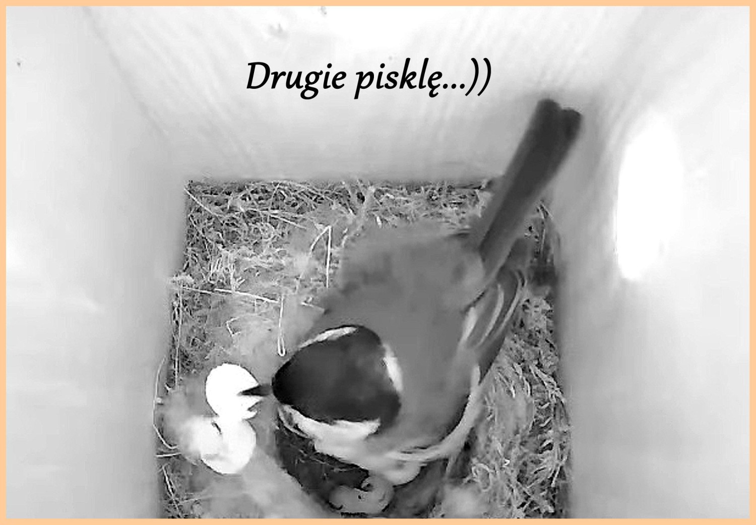 livebirdspoland_1faf7d15497537a5122e2712873ca93b.jpg