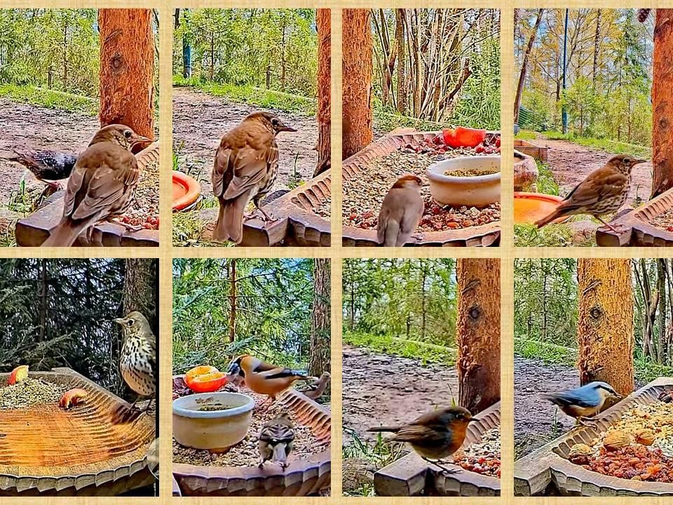 livebirdspoland_576abd847b95de315a540449c0a59f4d.jpg