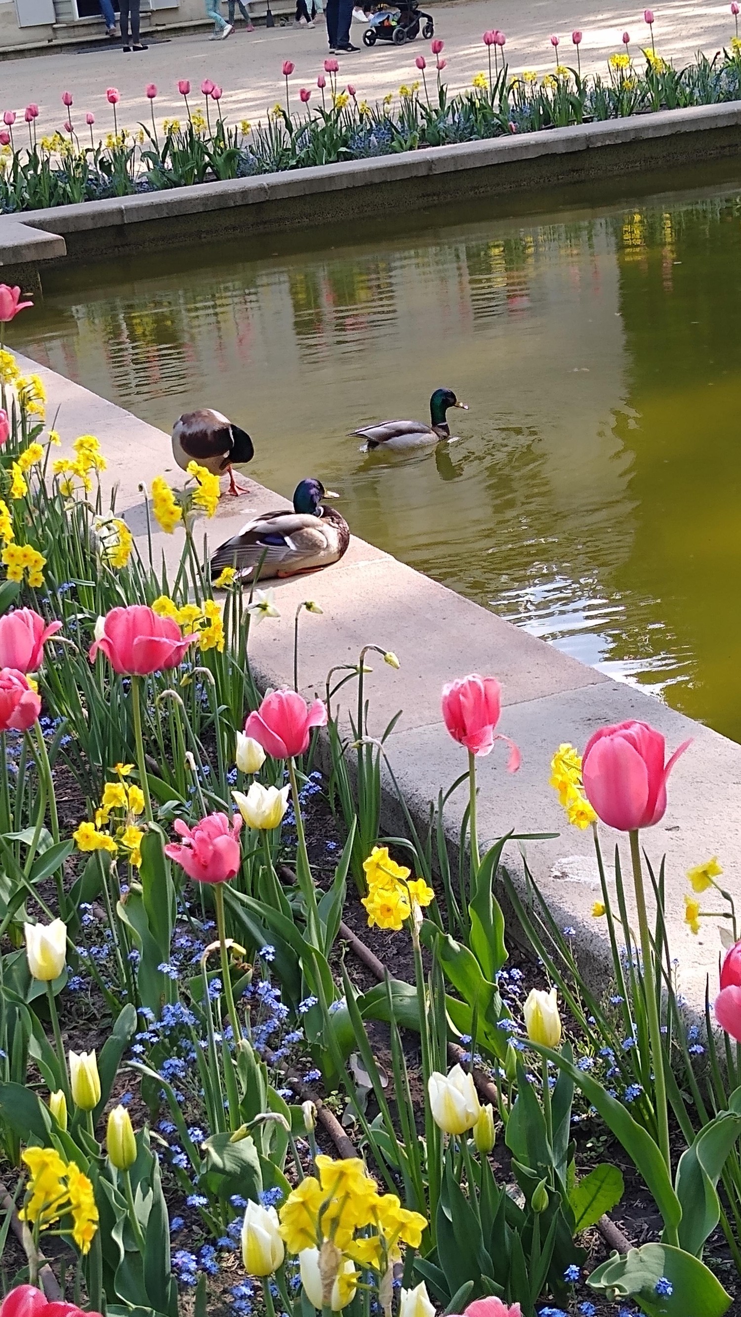 livebirdspoland_12a040ca803b59802910547bf640444d.jpg