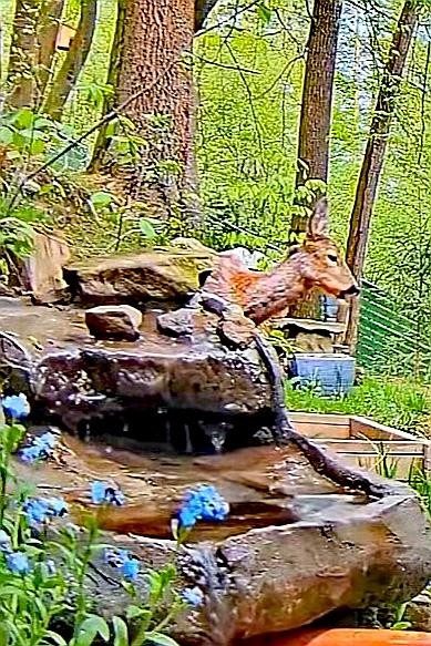 livebirdspoland_7496c41f1eb9a1dabec541dc1a1e8187.jpg
