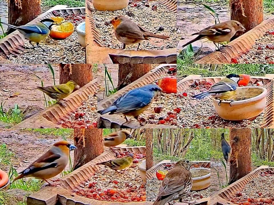 livebirdspoland_e037316af1d523318eb7d60367089431.jpg
