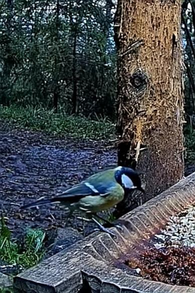 livebirdspoland_6a1a66ad479ead2de08f5860fd11d269.jpg