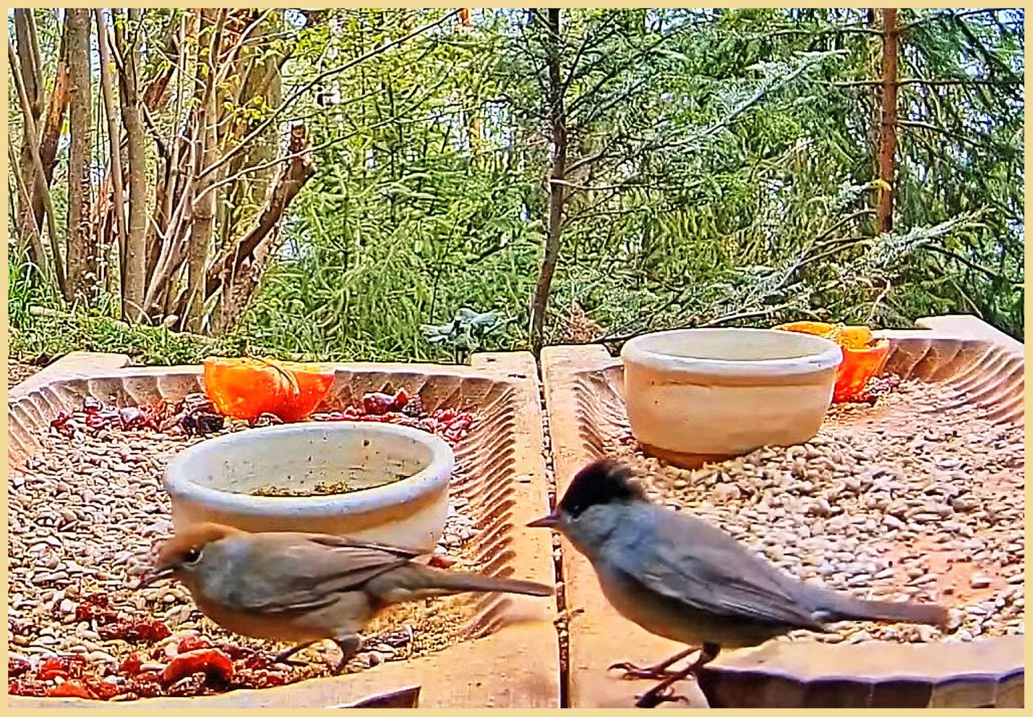 livebirdspoland_e5edd31b3ce36e3021ecd8bef8212db1.jpg