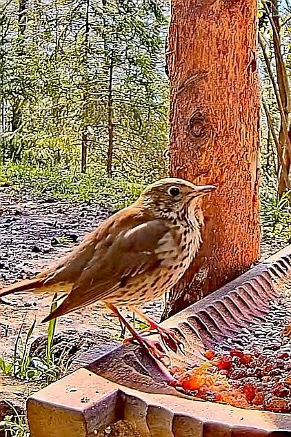 livebirdspoland_c2a0c8de14512c3c5c3cf3b99899ea67.jpg