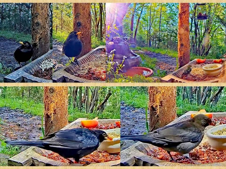 livebirdspoland_7f5da4f741ff789fc57b968bc85af51f.jpg