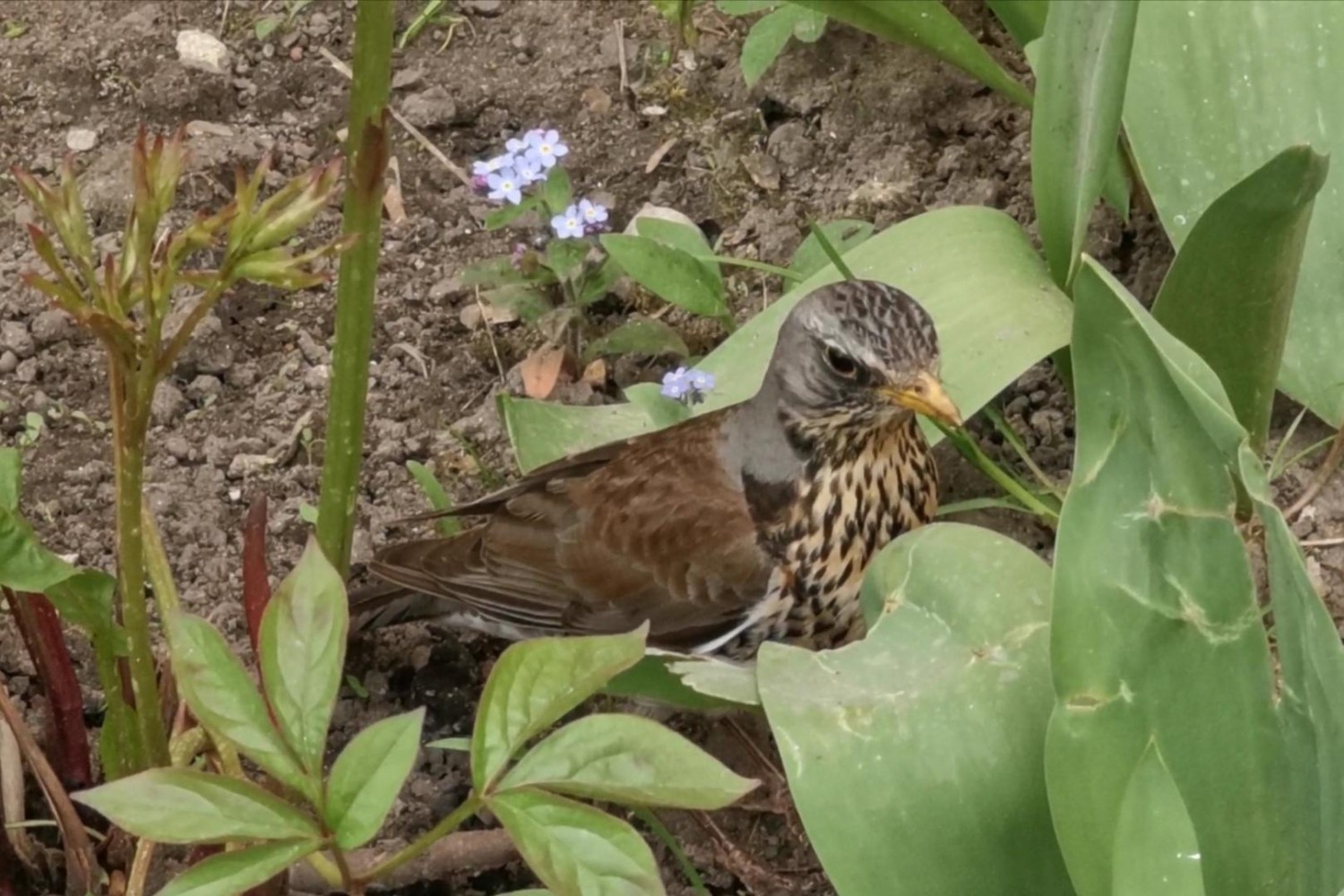 livebirdspoland_4e4258ab1ad90b33eba46137eff55df5.jpg