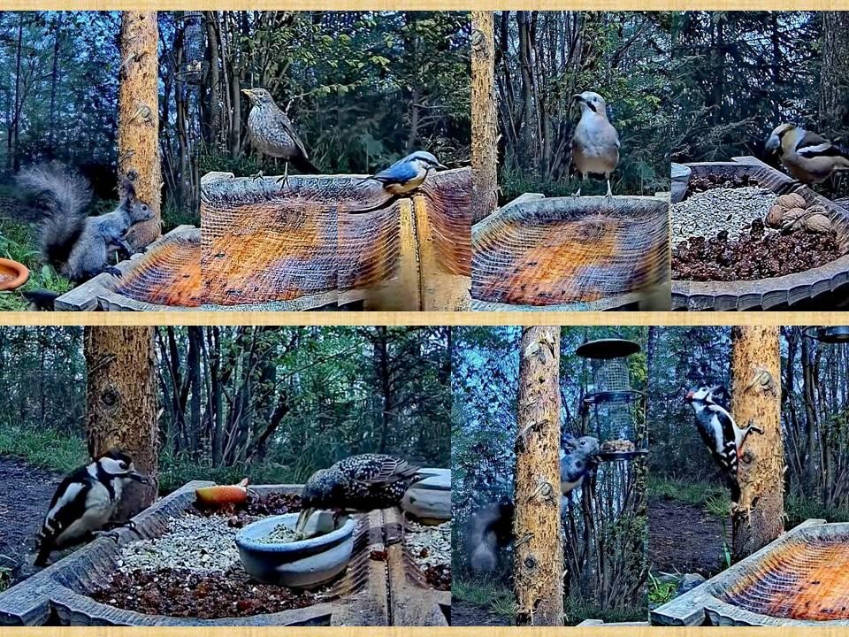 livebirdspoland_005f1e9cb3475f3c2cb7766be695fb2e.jpg