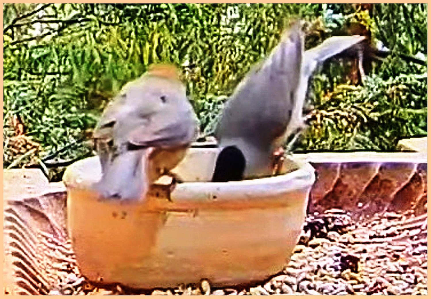 livebirdspoland_a05d2f44577feaaf9dd65533864ca25d.jpg