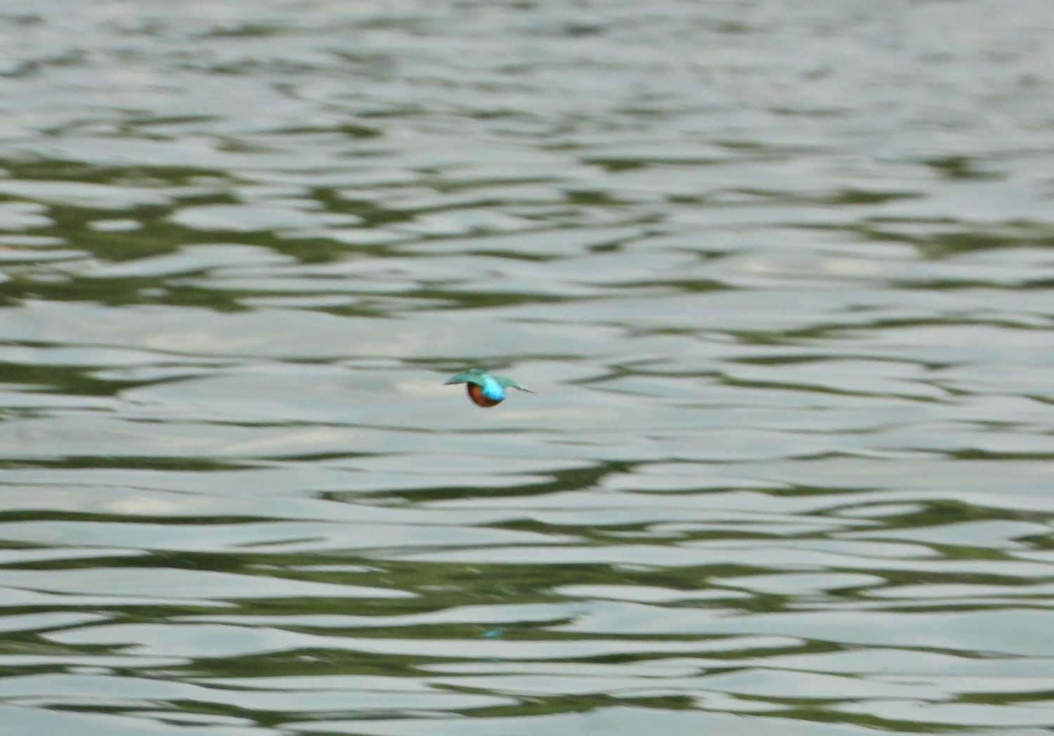 livebirdspoland_e4a85fc668ceaa7613e289f6d2f69d5f.jpg