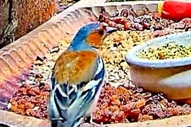 livebirdspoland_8638adb328f3635194b0999e4c345e66.jpg