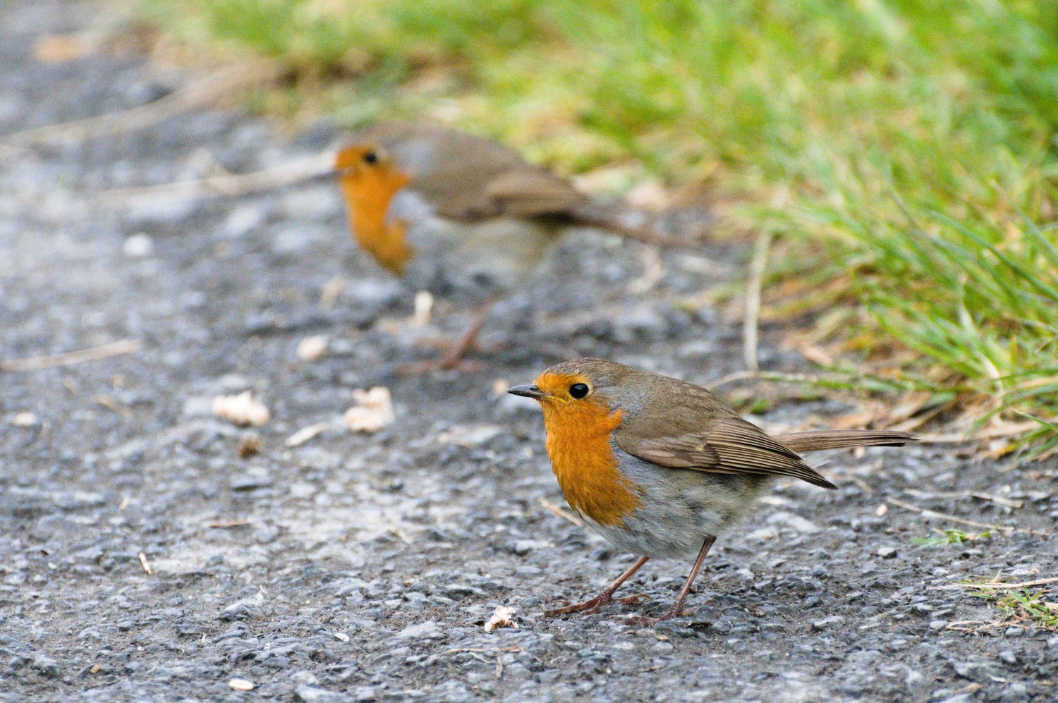 livebirdspoland_566d3663a021a6ed145dfd4d6b485a67.jpg