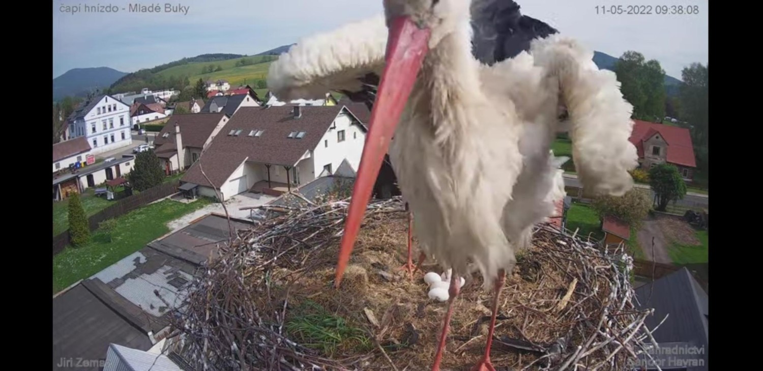 livebirdspoland_7c37ab06d8ff2bcfaed5e63d28010fa5.jpg