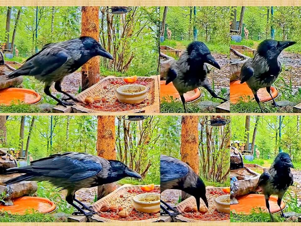 livebirdspoland_225e944178244de9c98c062e4a68cfa7.jpg