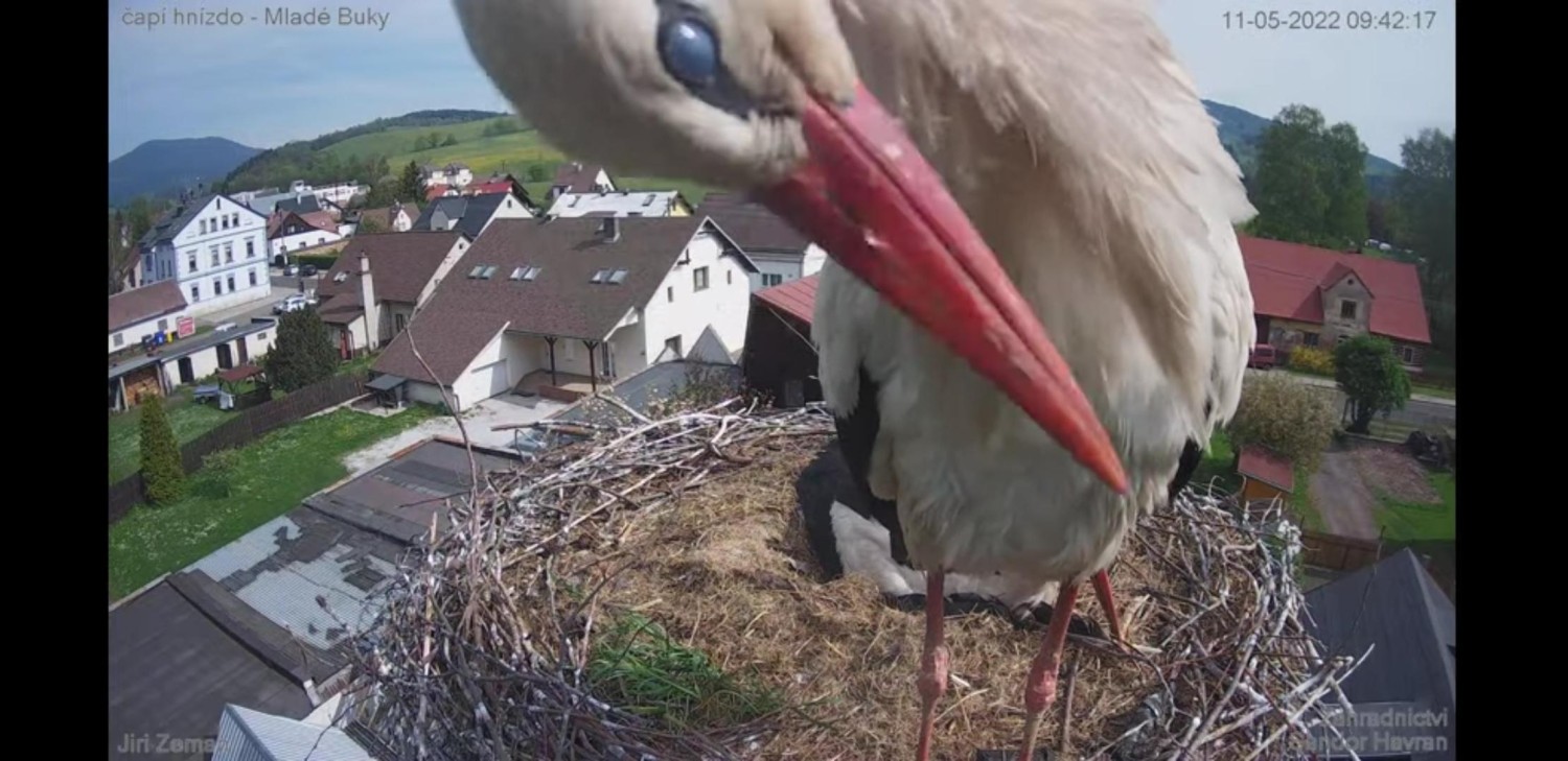 livebirdspoland_e74eea761e5a8b365116641ee2a5d585.jpg