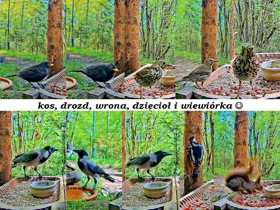 livebirdspoland_97b74f22501ba3e3970f09f777b577a3.jpg