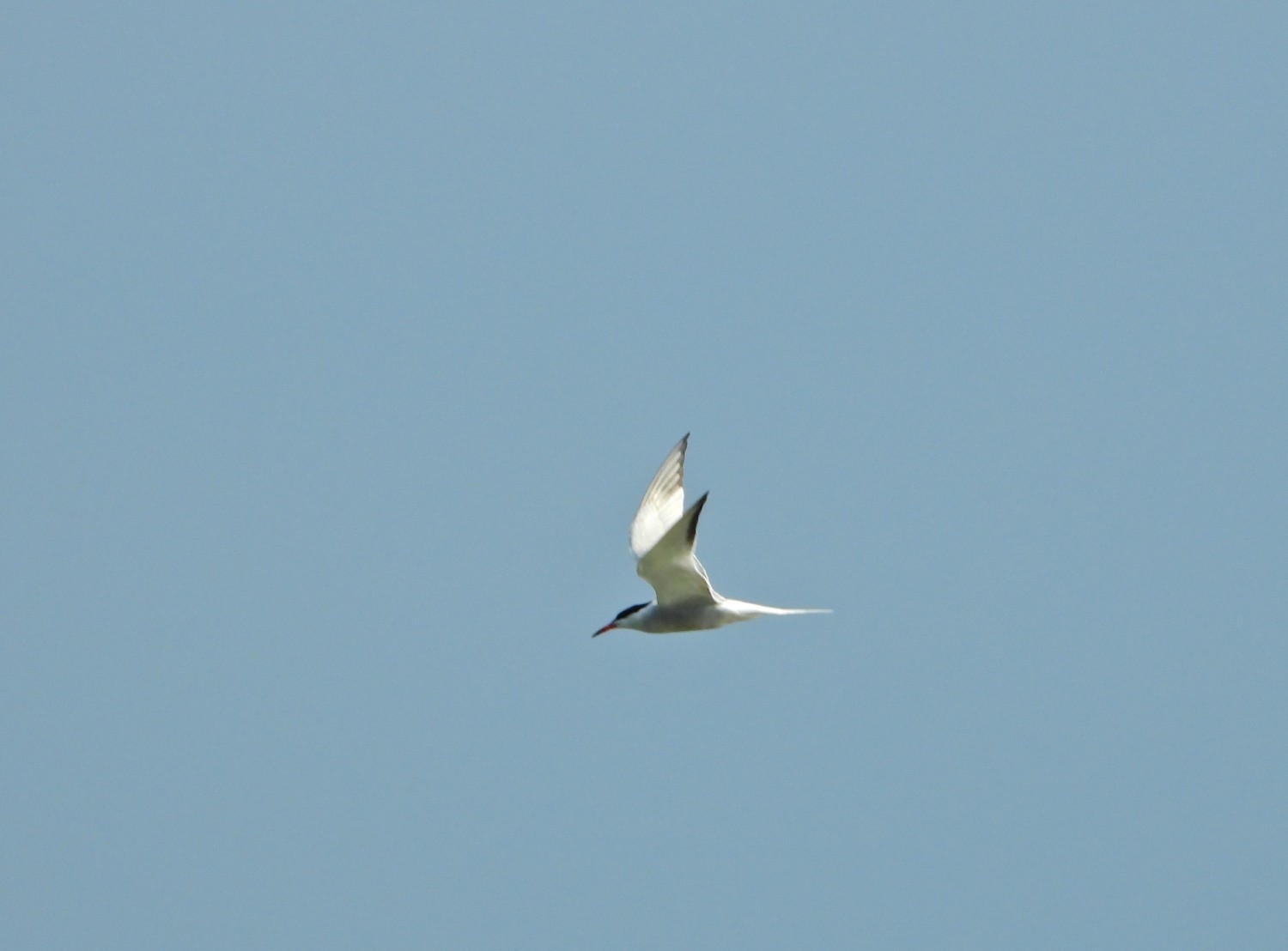 livebirdspoland_db880e5360bd210d44b2d582c57d23e9.jpg
