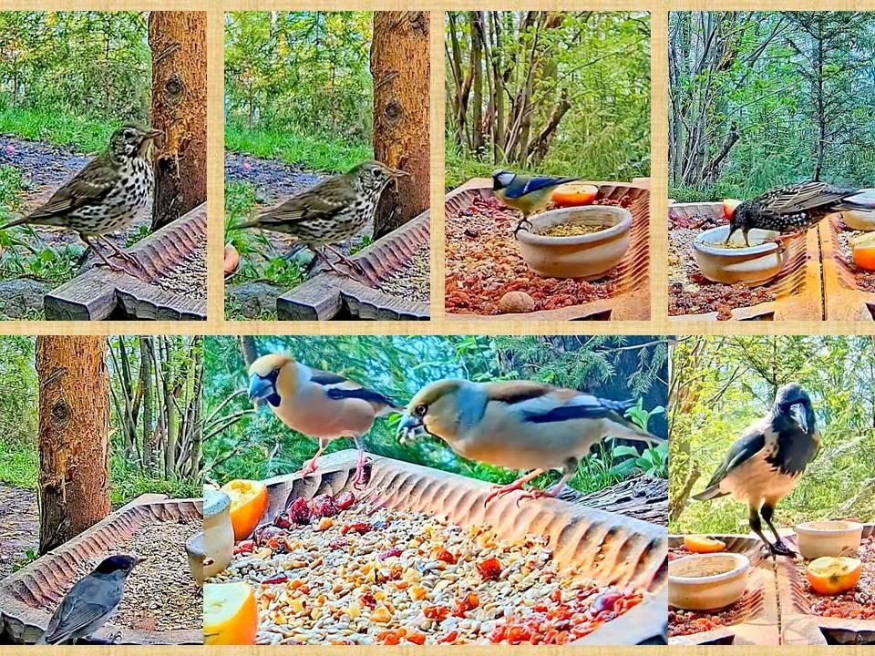 livebirdspoland_281f6bcc703fd5c59cef190f11828dfc.jpg