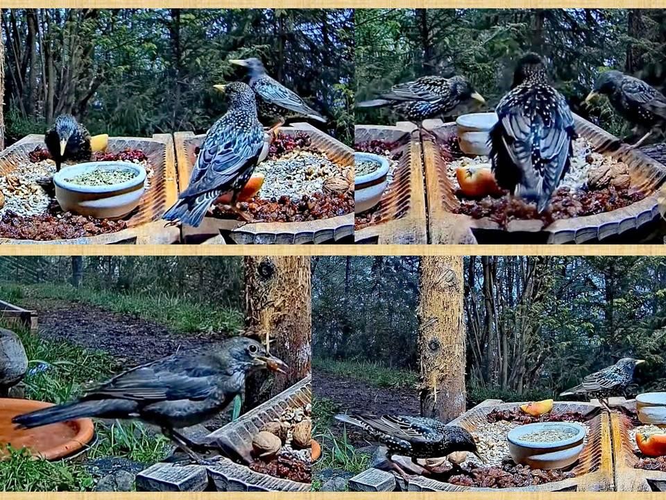 livebirdspoland_c28cda16b3fb2ad339841b97e63bfbba.jpg