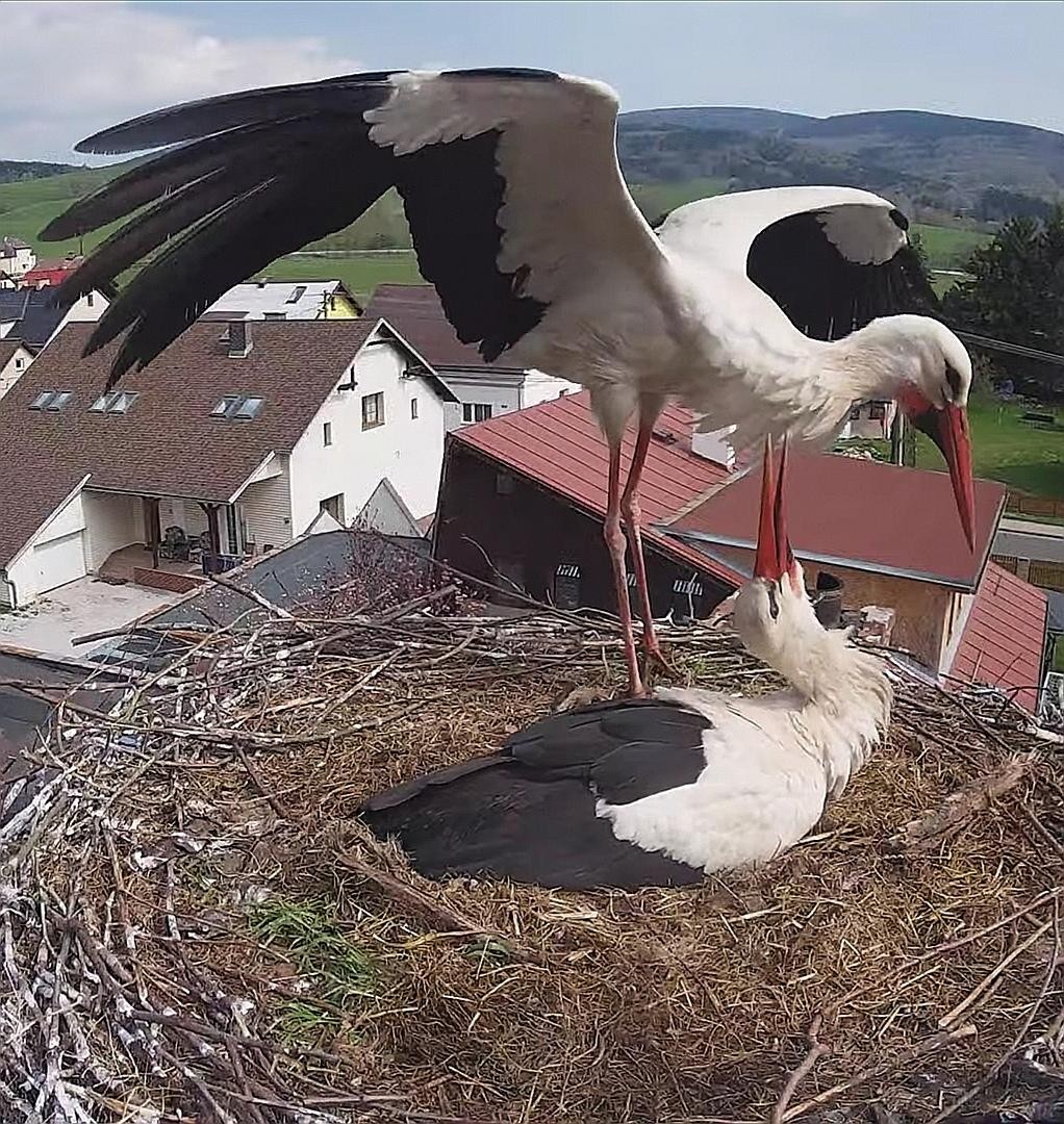 livebirdspoland_357948f5eb6bce0f054f3619eca54bce.jpg