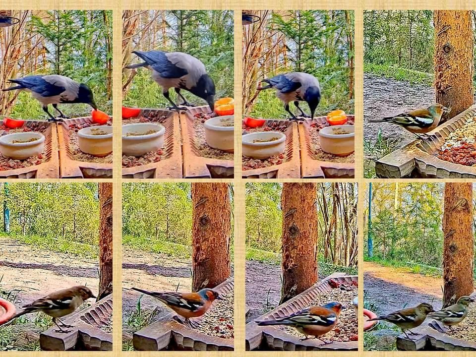 livebirdspoland_f982f12d2d18ff8819bb54d9077985d3.jpg
