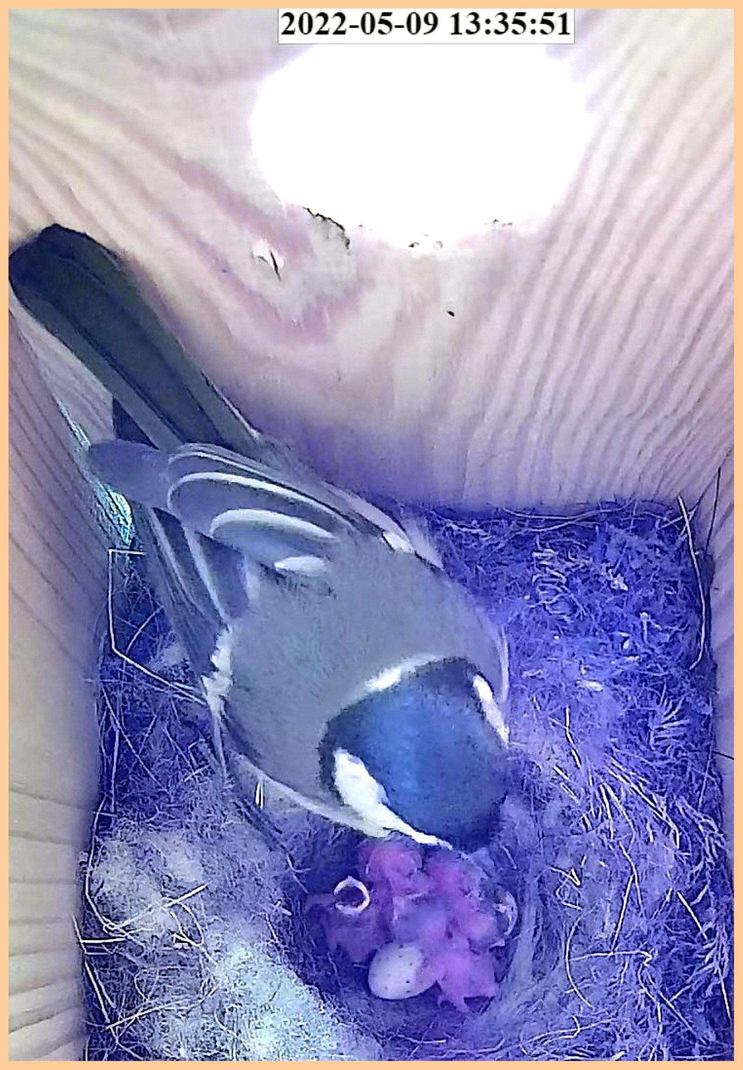 livebirdspoland_478bbb9c4a1faa5a482b79650069b43e.jpg