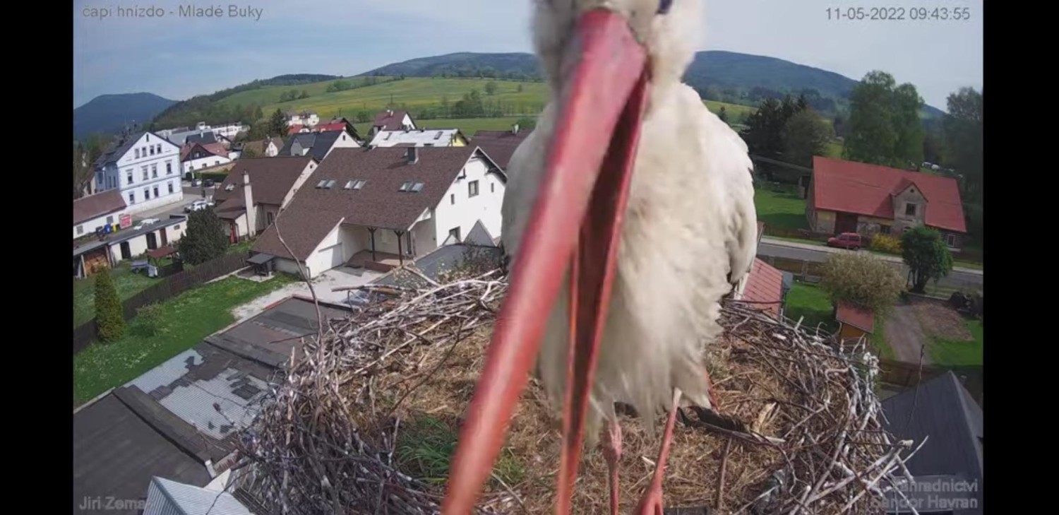 livebirdspoland_e152f672ed3ccd40a8fdd28634efb81a.jpg