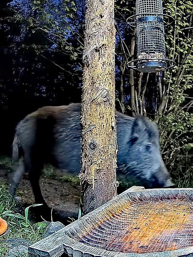 livebirdspoland_d0ca806d98da36be8576526d656b7605.jpg