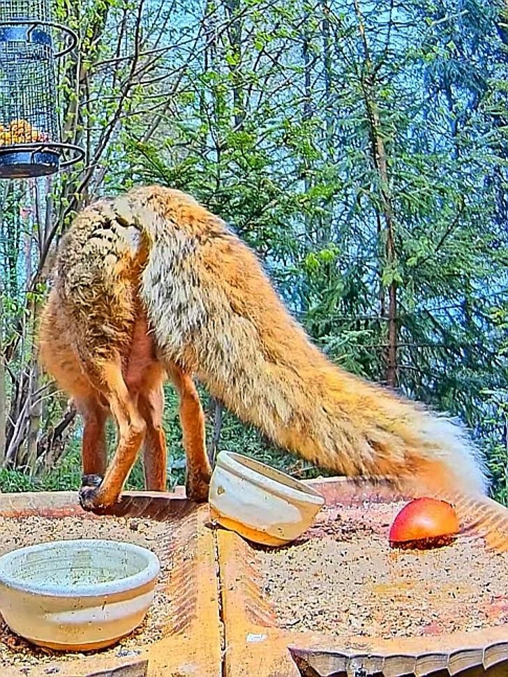 livebirdspoland_1f2b63cb63f0386d7187465929310e09.jpg