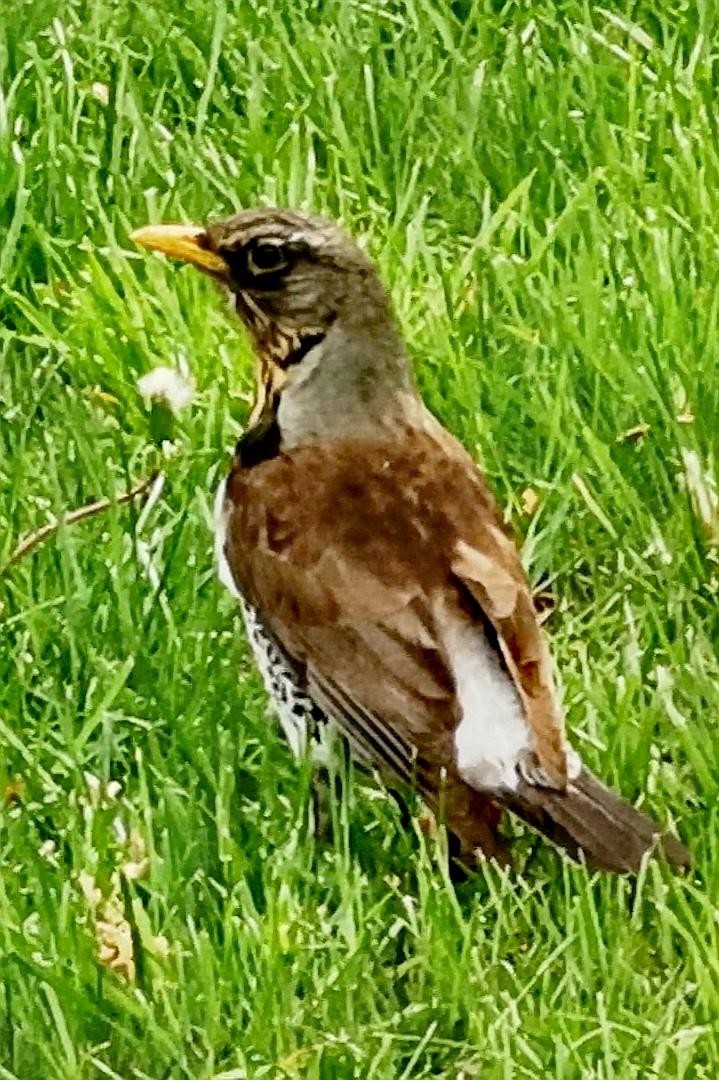 livebirdspoland_8db67aa6df43c712e56c3cf8c3936984.jpg