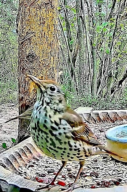 livebirdspoland_a4e4bcc76aa2ab47b238ed2a6bebadbf.jpg