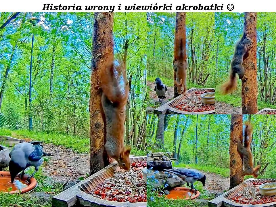 livebirdspoland_4d228ccd0803b9243c5724f637b58cf7.jpg