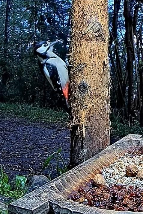 livebirdspoland_5fbb1bd46dab12d28ef345b7578fd2ea.jpg