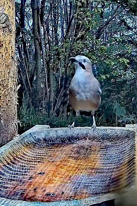 livebirdspoland_6547353ab79fb502bf42830895d65cea.jpg