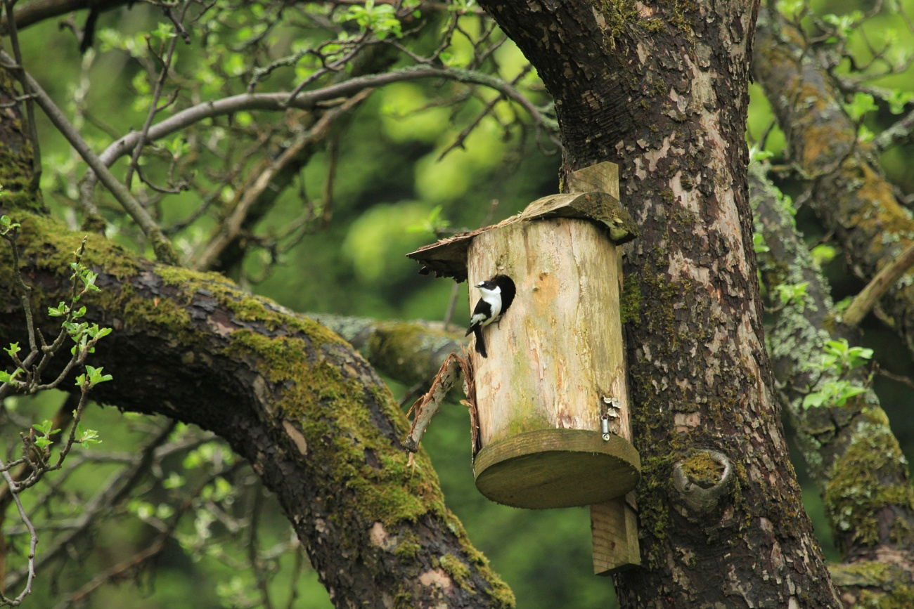 livebirdspoland_25c473bdf4a912060df9faf59417ca7b.png