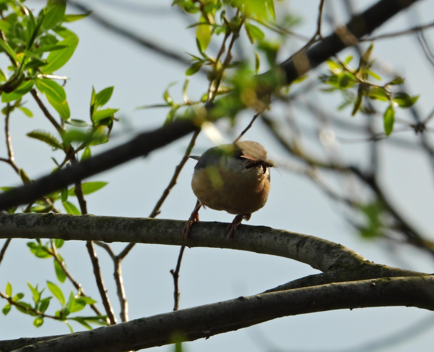livebirdspoland_bf941b7a20b3ec2da1b602ef774185b1.jpg