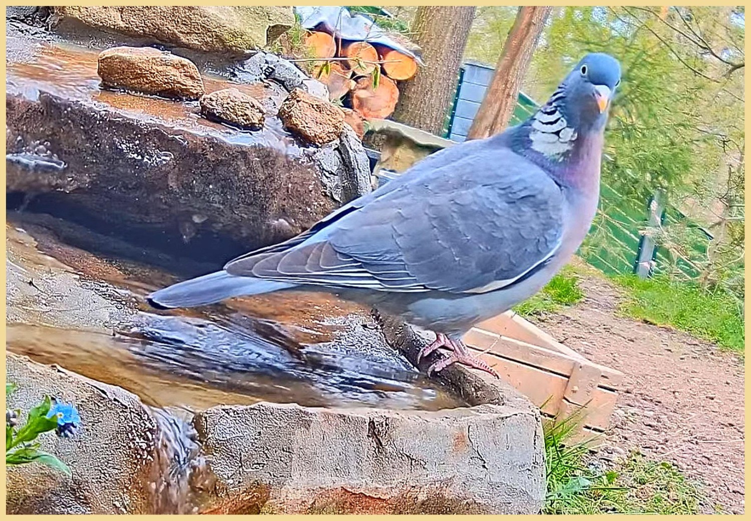 livebirdspoland_4e92007e5fd55e8522c73d3ac5288e7b.jpg