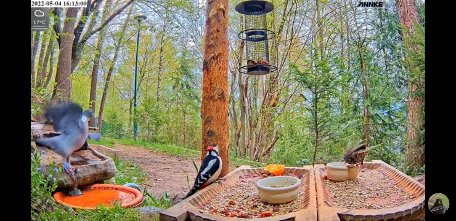 livebirdspoland_70b6839e123ae2f09fe30ef5c9e2ac44.jpg