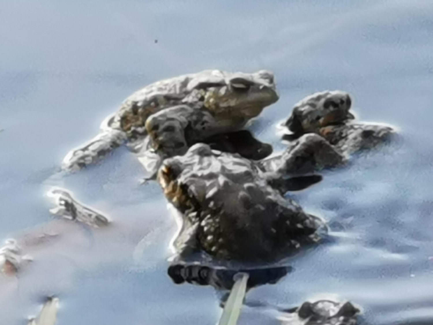 livebirdspoland_42e3aafb6c16867ec3c9931cdb631319.jpg