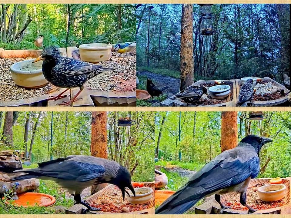 livebirdspoland_666cd53a1ec660ade5927029373bcf44.jpg