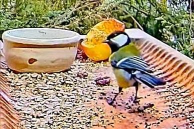 livebirdspoland_8666da4ba59a788614cfeb7883012093.jpg