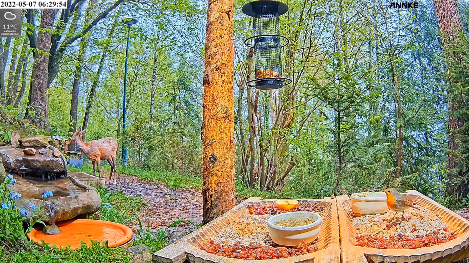 livebirdspoland_3d22e87b24e31c6c28e21f5ec18e5065.png