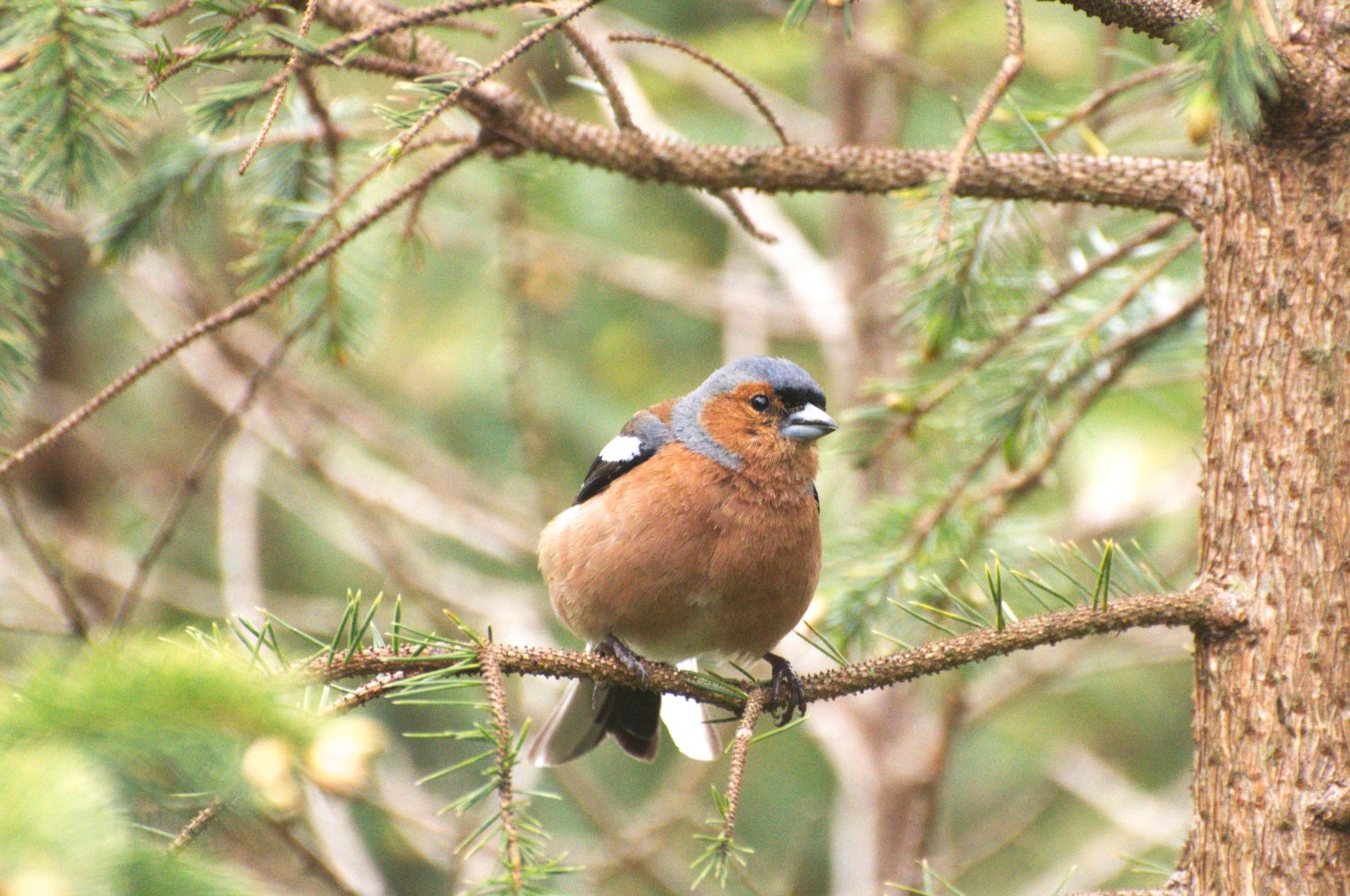 livebirdspoland_f998d7f3f8733ddd57cc18aa1d6d6cca.jpg