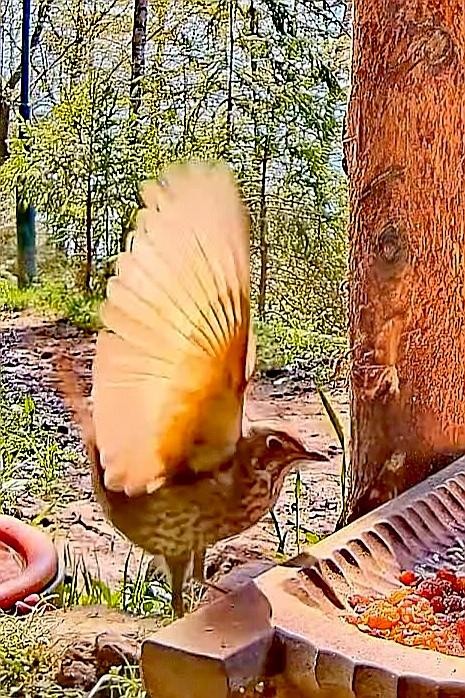 livebirdspoland_03b4554723b604a6dafb73410609ffae.jpg