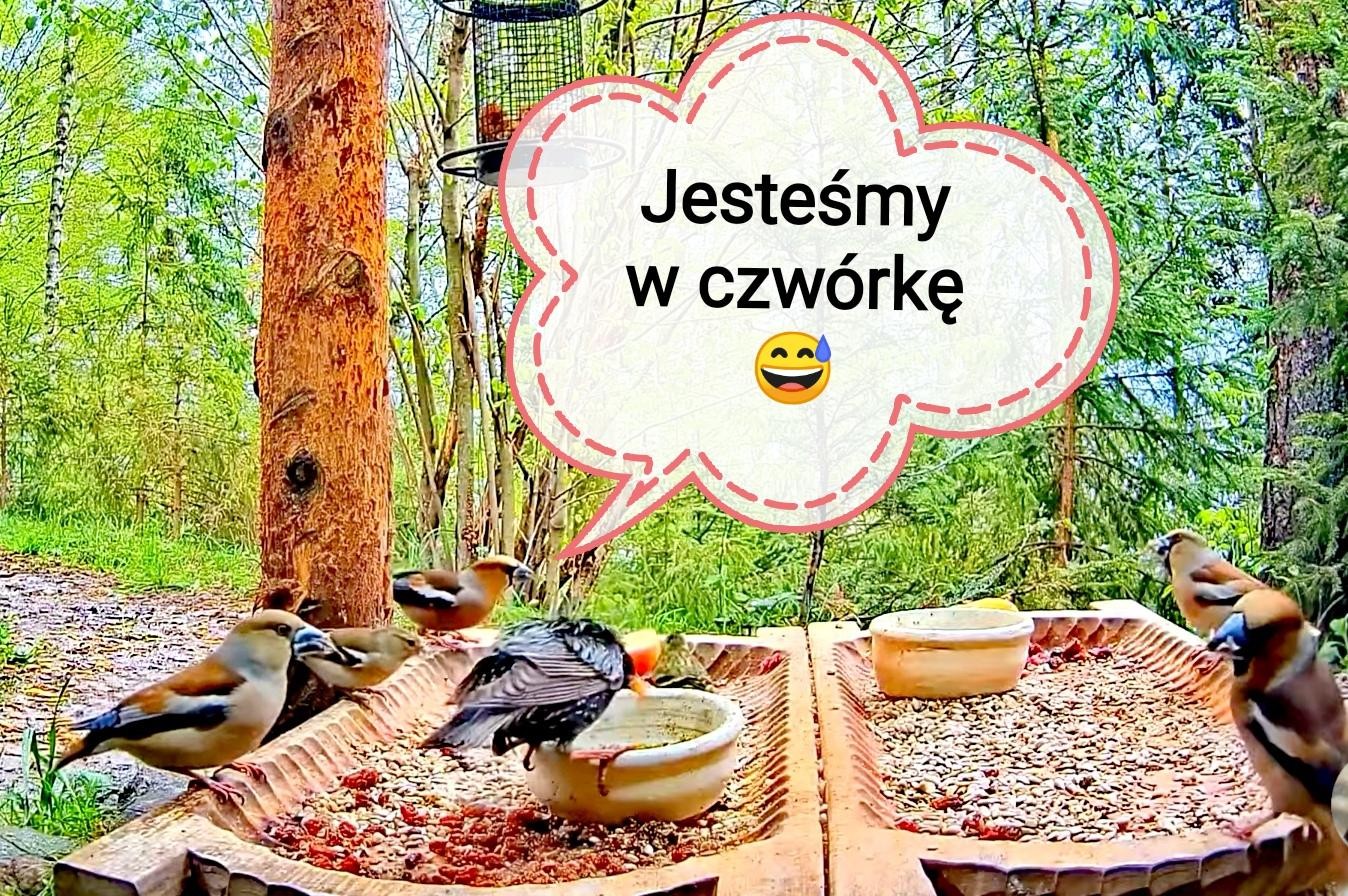 livebirdspoland_c7e3efddfa7579453e530df5caf9170d.jpg