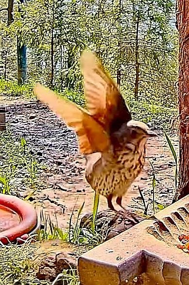livebirdspoland_1745480ce2ee9882f443aa3da336466a.jpg